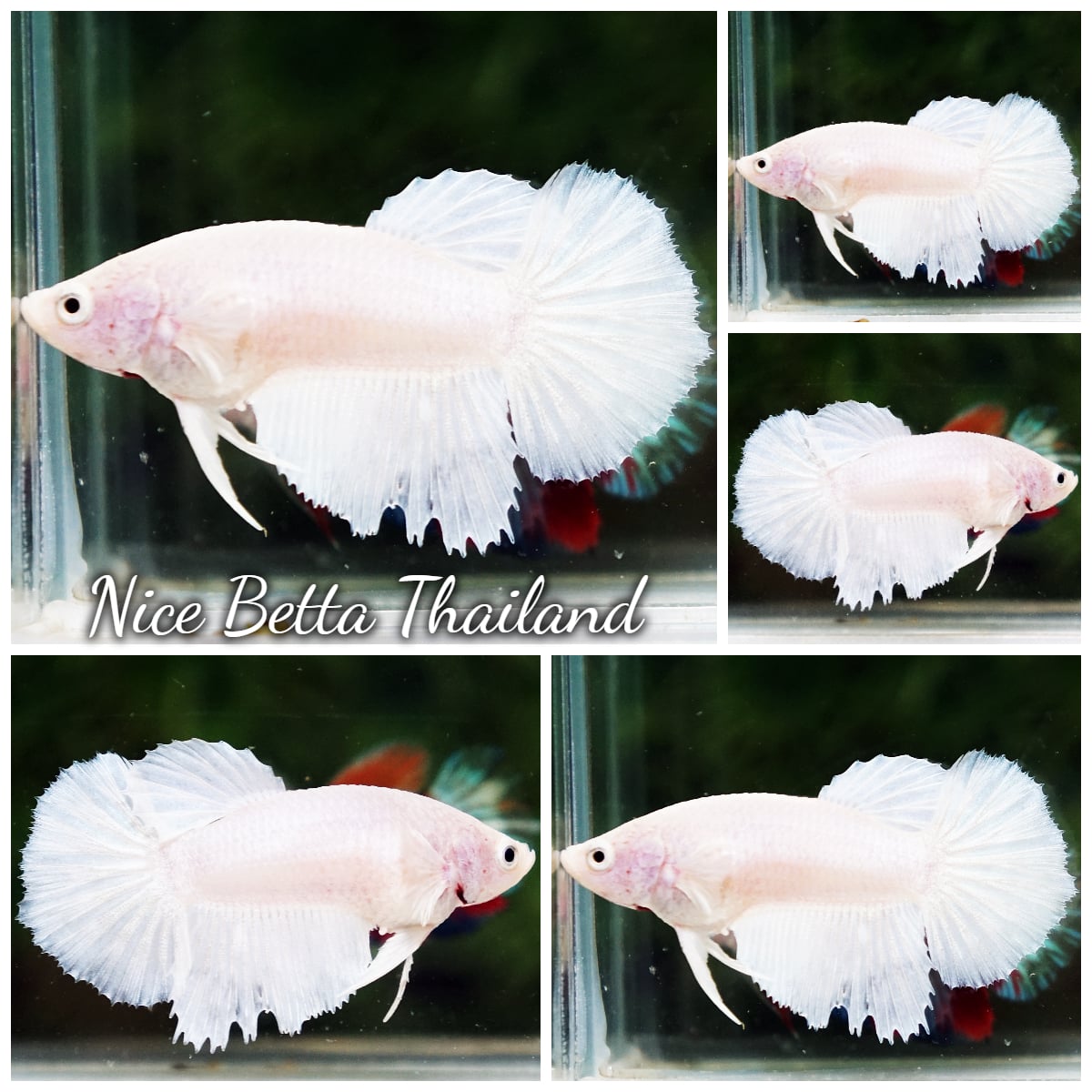 Betta Fish Female Deep White HM