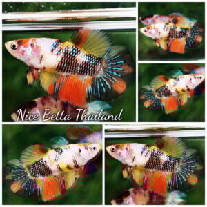 Betta Fish Female Candy Nemo Koi Yellow Base HM