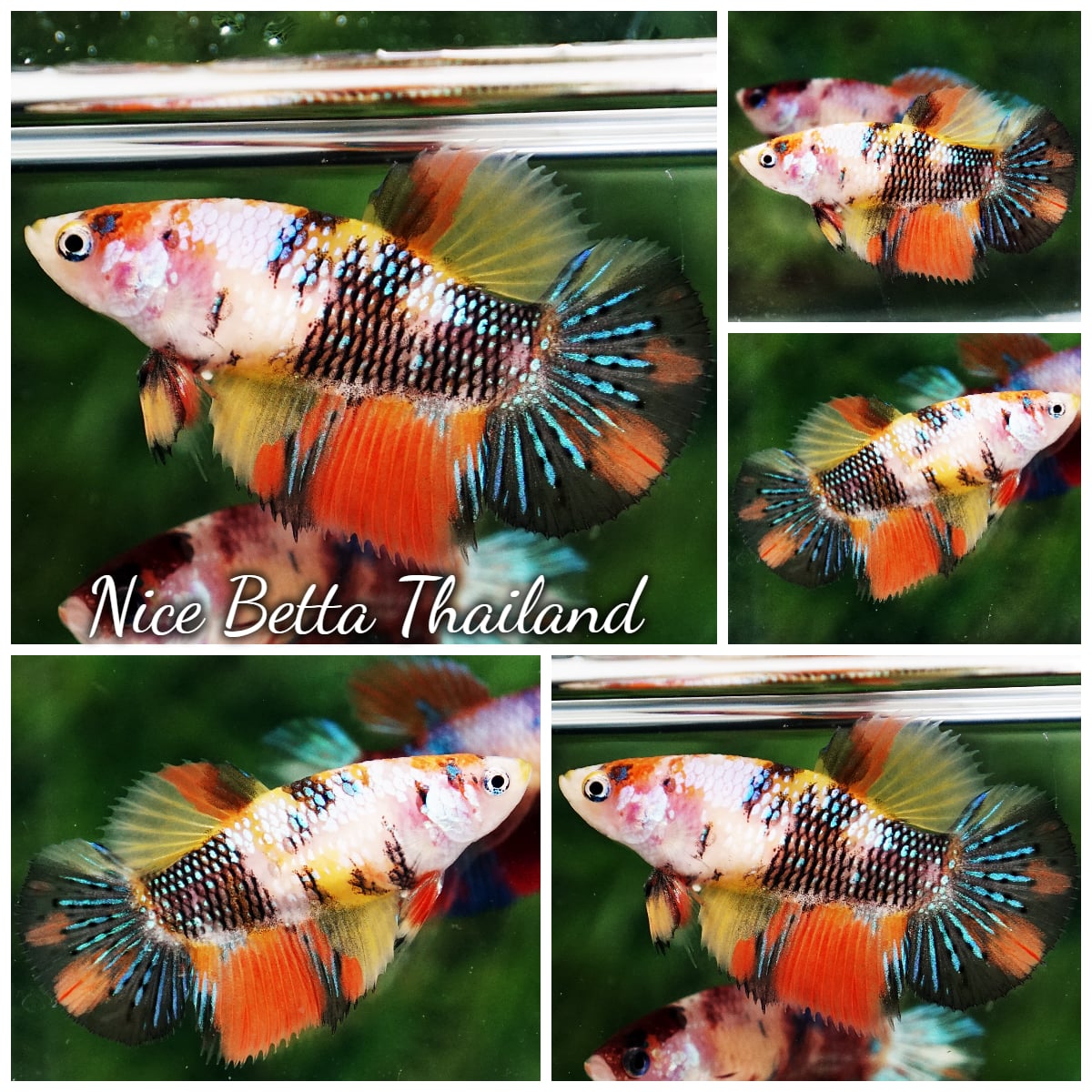 Betta Fish Female Candy Nemo Koi Yellow Base HM