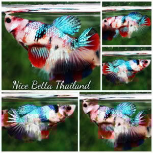 Betta Fish Female Blue Daimond Koi Galaxy HM