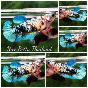 Betta Fish Female Sapphie Koi Galaxy HMPK