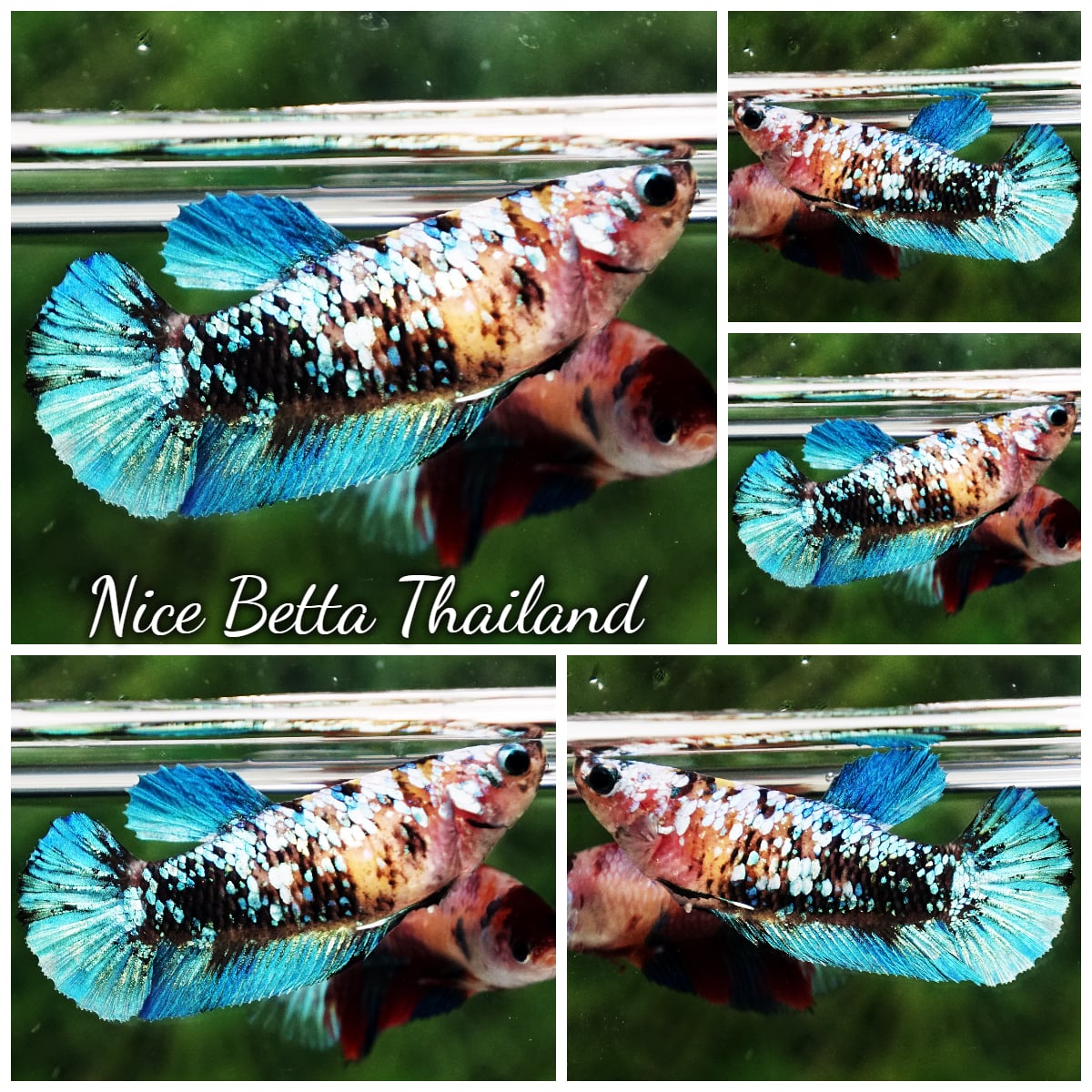 Betta Fish Female Sapphie Koi Galaxy HMPK