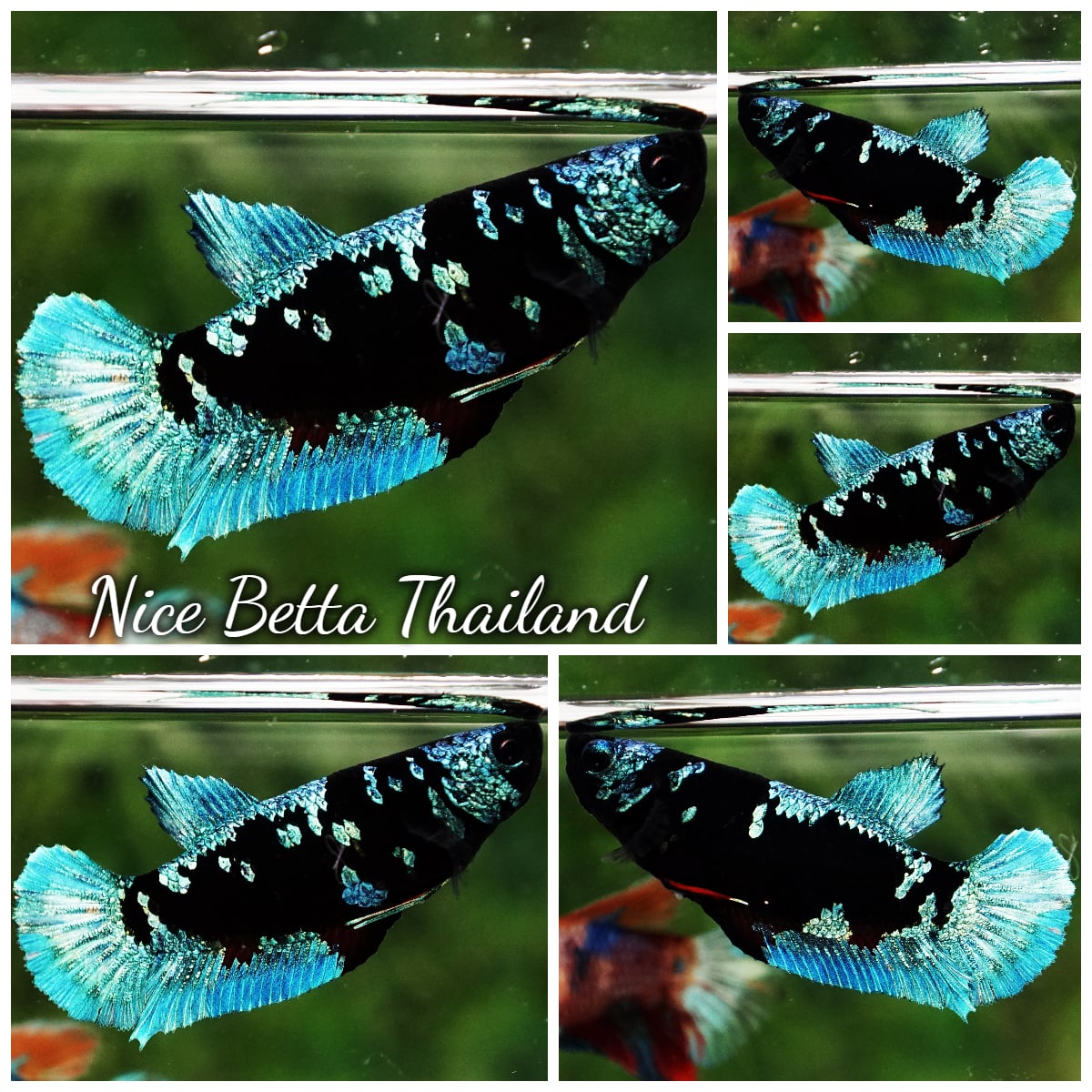 Betta Fish Female Metkayina Black Star HMPK