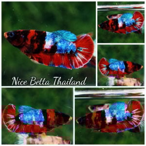 Betta Fish Female Mermaid Hell Girl HMPK