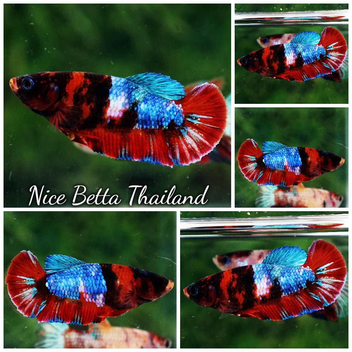 Betta Fish Female Mermaid Hell Girl HMPK