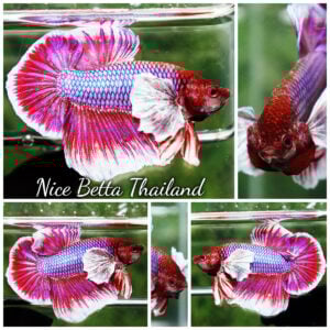 Betta Fish Pink Salamander Dumbo HMPK