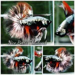 Betta Fish Samurai Warrior on Fire OHM