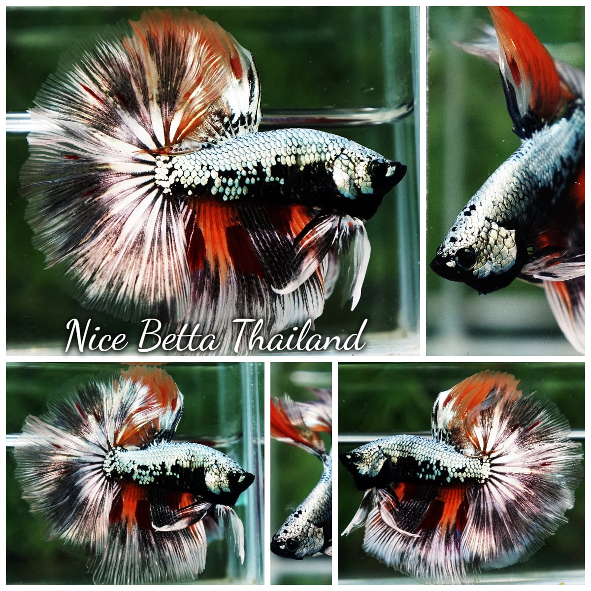 Betta Fish Samurai Warrior on Fire OHM