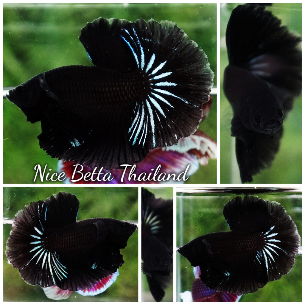 Betta Fish Super Black Hole OHM - nicebettathailand.com