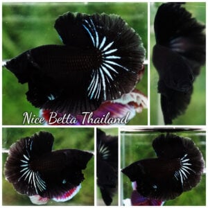 Betta Fish Super Black Hole OHM