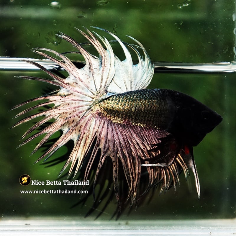 Betta Fish Copper Gold Ninja Head CT