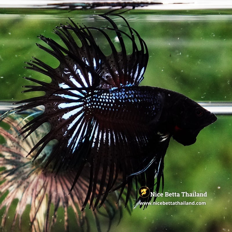 Betta Fish Black Orchid Serpent Noir Enigma CT