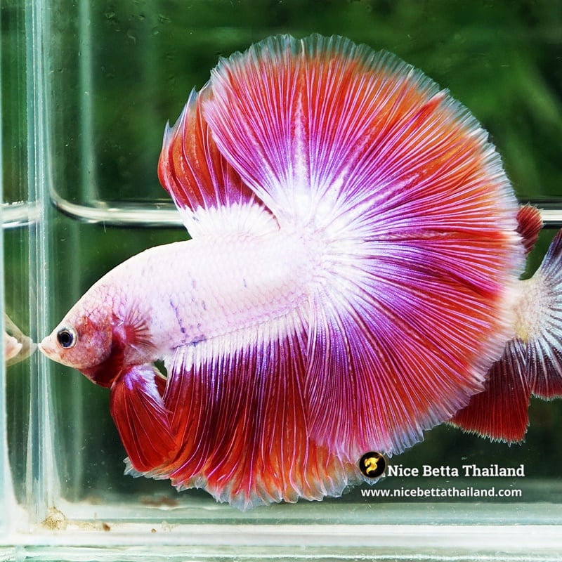 Betta Fish Royal Pink Cupid Butterfly OHM