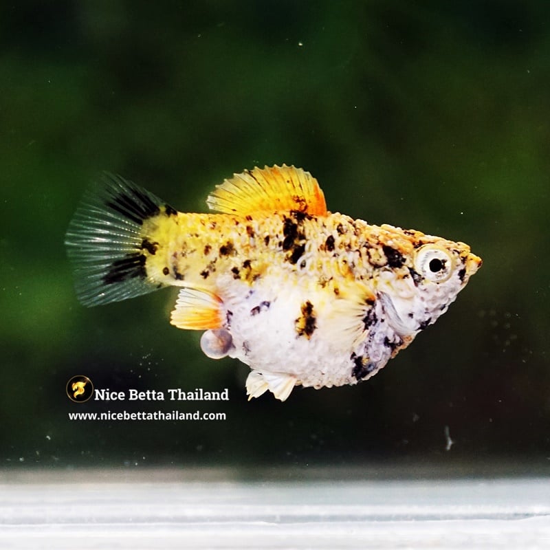 Rare Molly Fish Harlequin Gold
