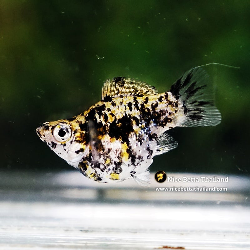 Rare Molly Fish Gold Dust