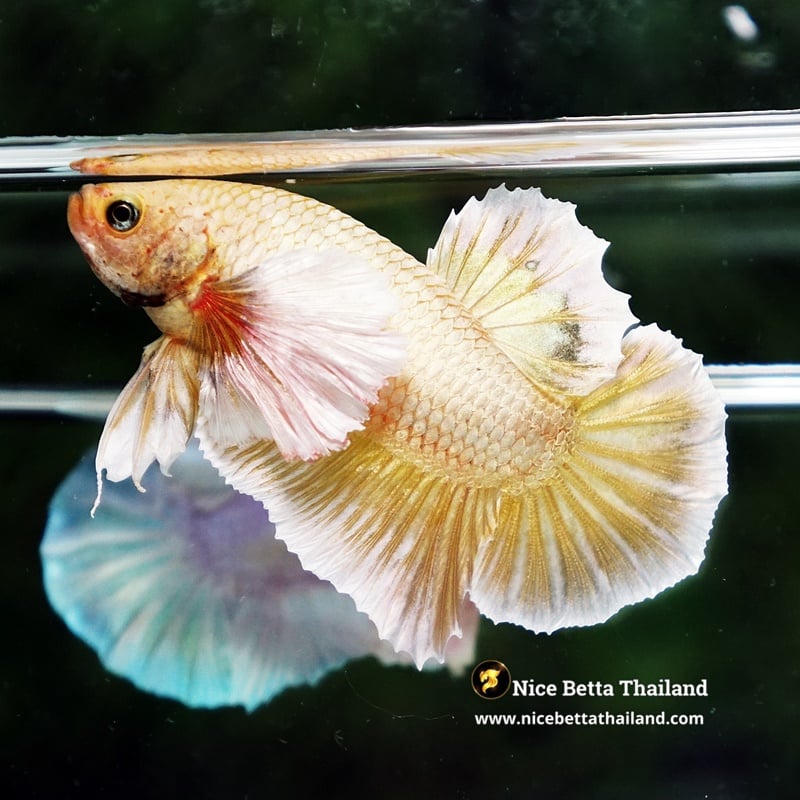 Betta Fish Super Gold 24K Dumbo HMPK