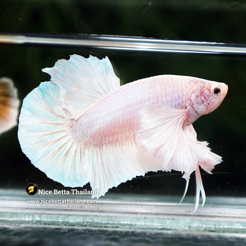 Betta Fish Unicorn Classic Dumbo HMPK