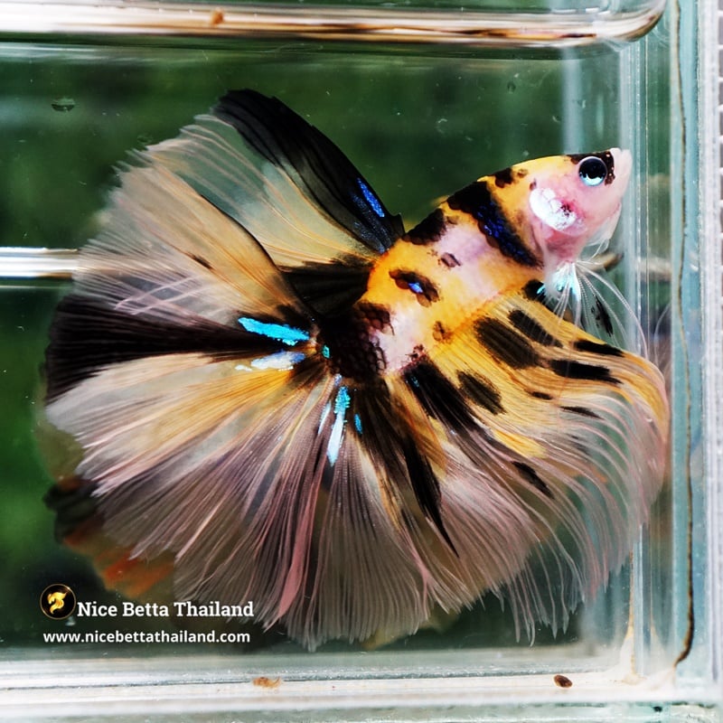Betta Fish King of Yellow Tiger Koi HM (Large Fin)