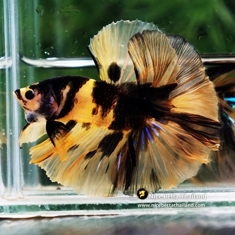 Betta Fish Yellow Tiger Koi Sky Hawk OHM