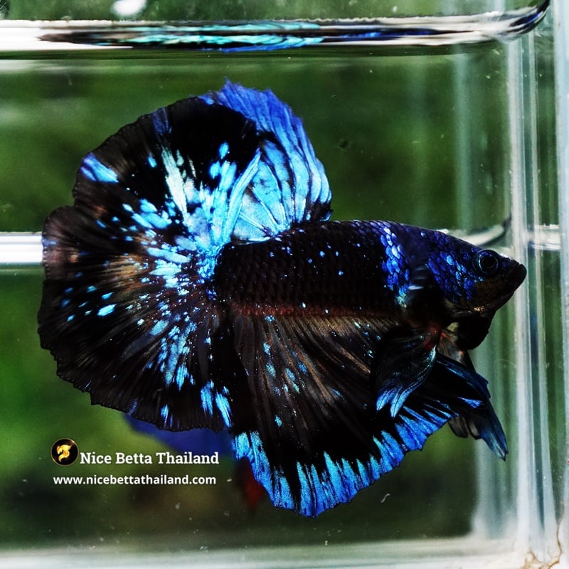 Betta Fish Avatar Blue Black Star Full Helmet Marking Hawk OHM (Ultra Rare)