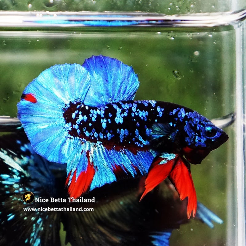 Betta Fish Avatar Metkayina Black Star HMPK