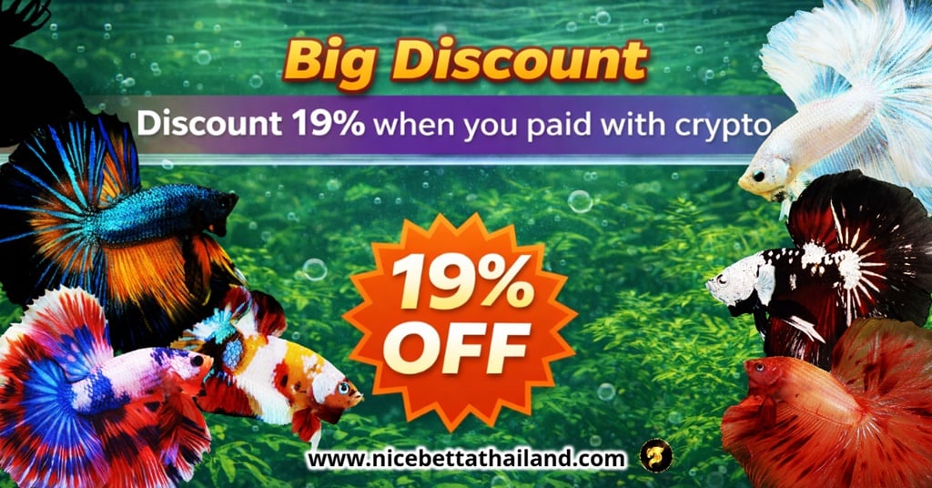 Nice Betta Thialand Promotion Big Discount