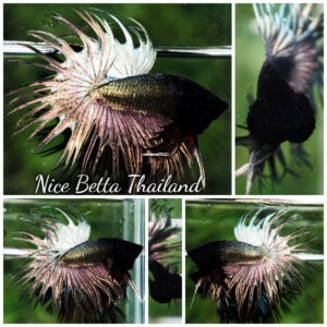 Betta Fish Copper Gold Ninja Head CT