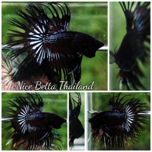 Betta Fish Black Orchid Serpent Noir Enigma CT