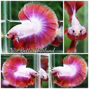 Betta Fish Royal Pink Cupid Butterfly OHM
