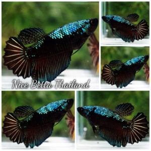 Betta Fish Female Warrior Green Samurai Feather tail HM