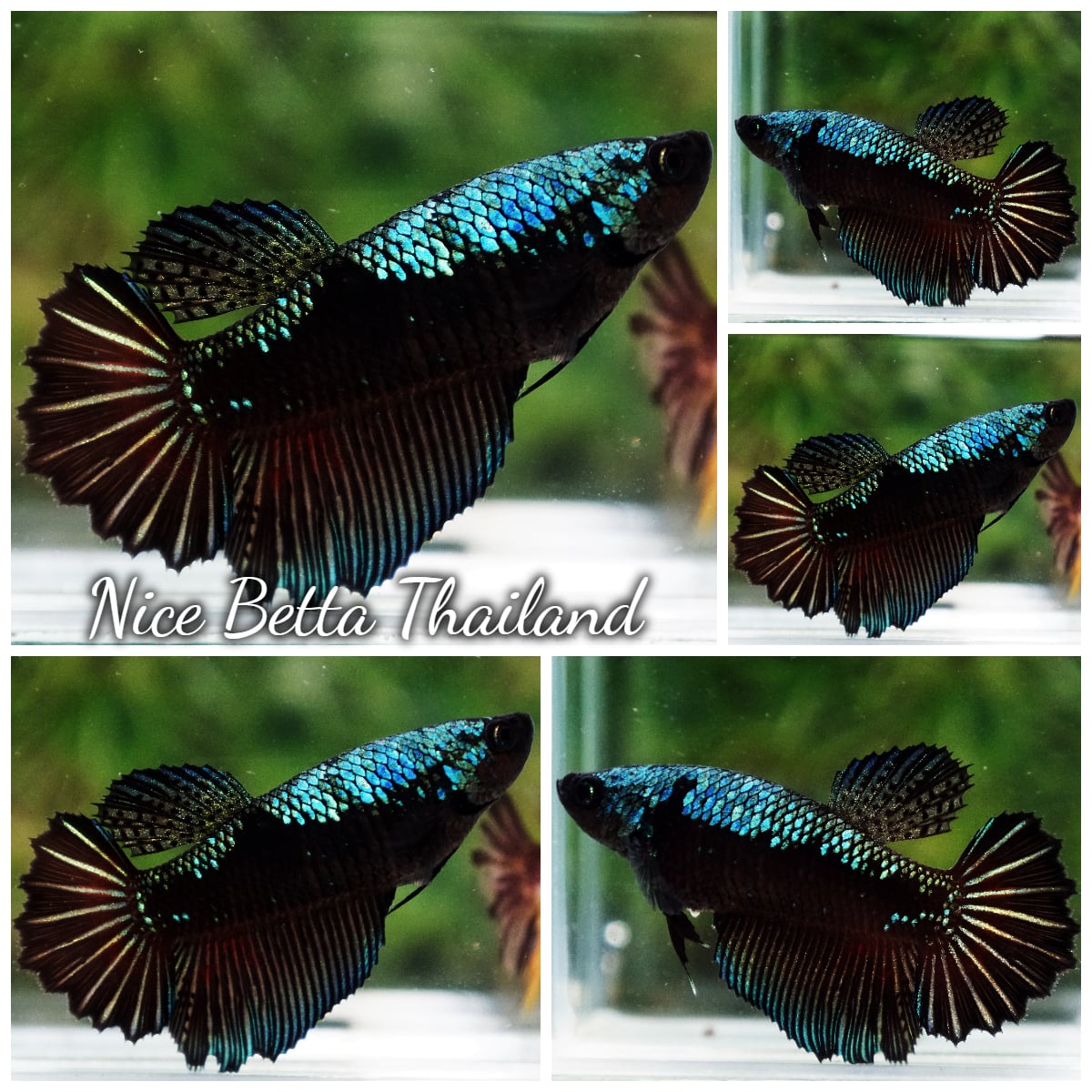 Betta Fish Female Warrior Green Samurai Feather tail HM