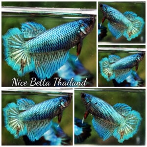 Betta Fish Female Green Turqouise HM