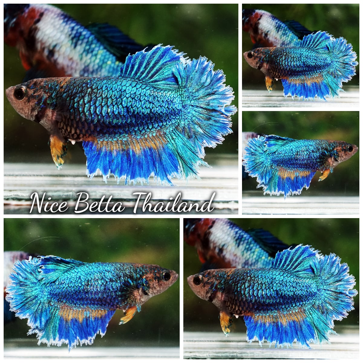 Betta Fish Female Blue Mustard Gas Feather tail HM