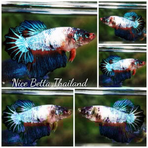 Betta Fish Female Fancy Thunder Sky Goose Feather tail