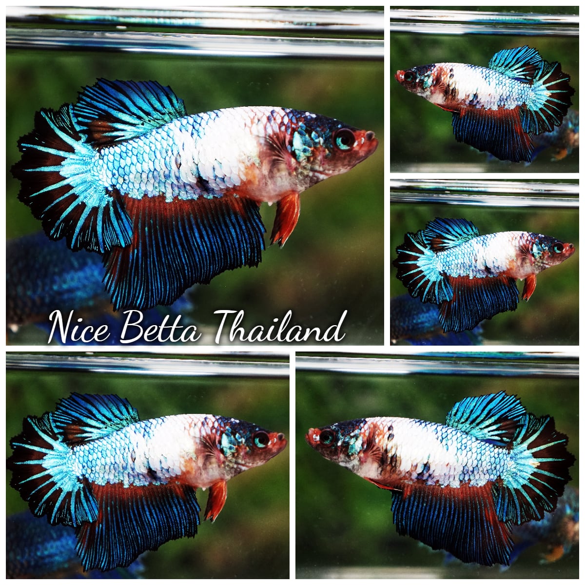 Betta Fish Female Fancy Thunder Sky Goose Feather tail HM