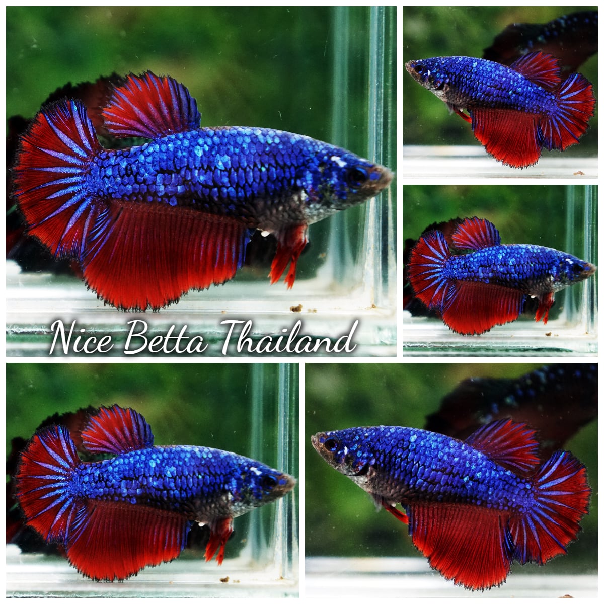 Betta Fish Female Blue on Fire HM