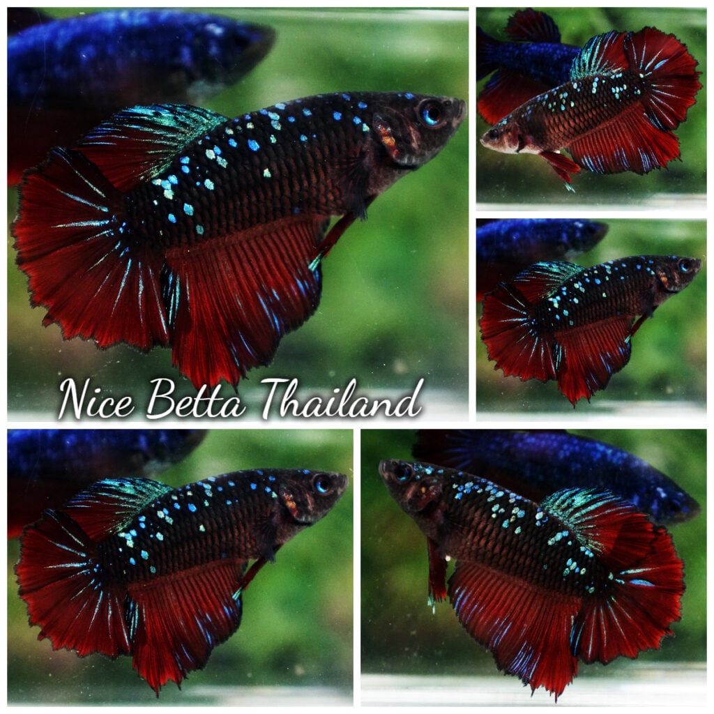 Betta Fish Queen Vampire Avatar Black Star HM - nicebettathailand.com