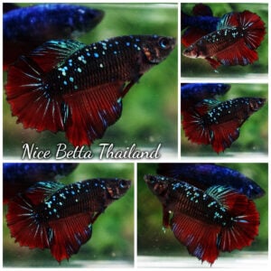 Betta Fish Queen Vampire Avatar Black Star HM