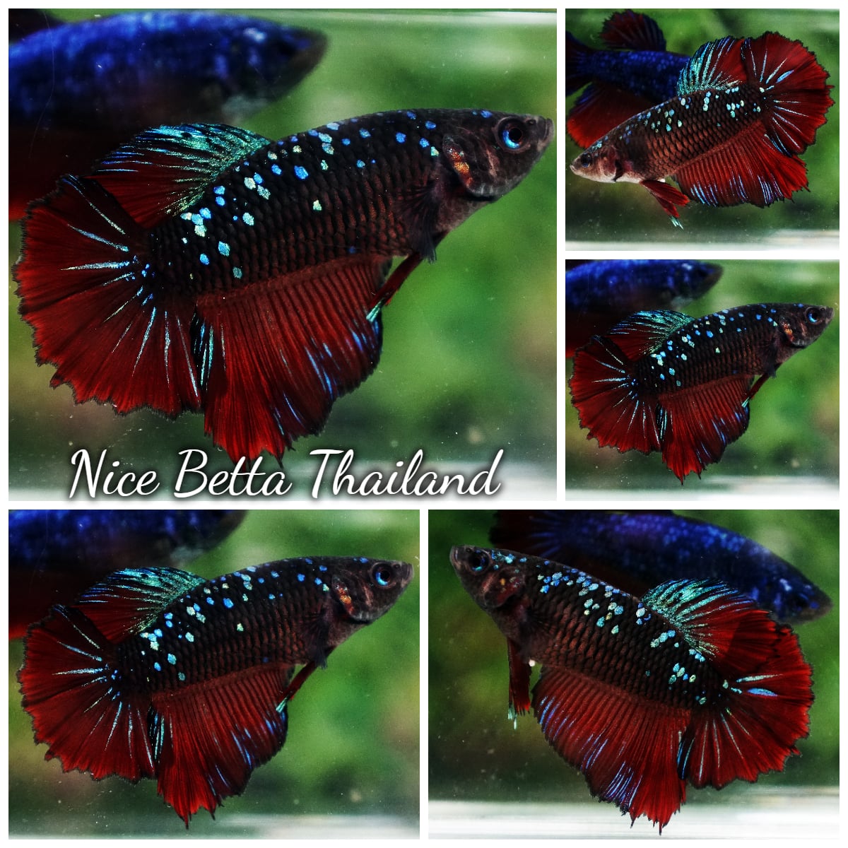 Betta Fish Queen Vampire Avatar Black Star HM