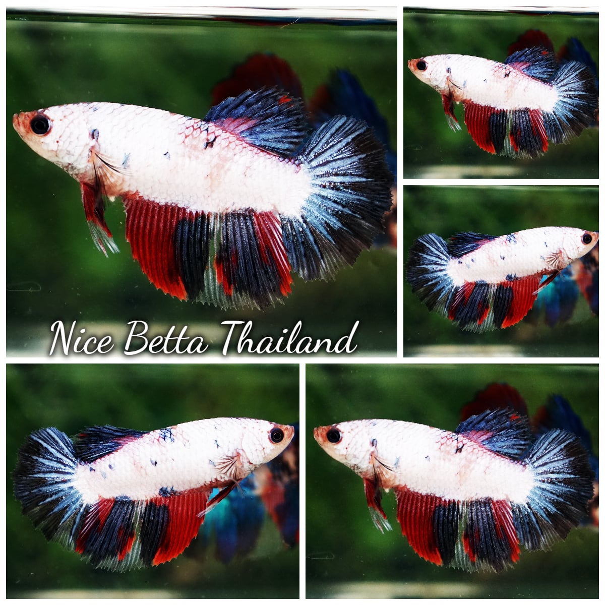 Betta Fish Female Fancy Mist Frost Mascot HM