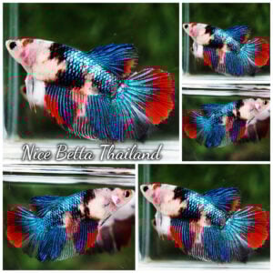 Betta Fish Female Blue Daimond Koi Galaxy HM