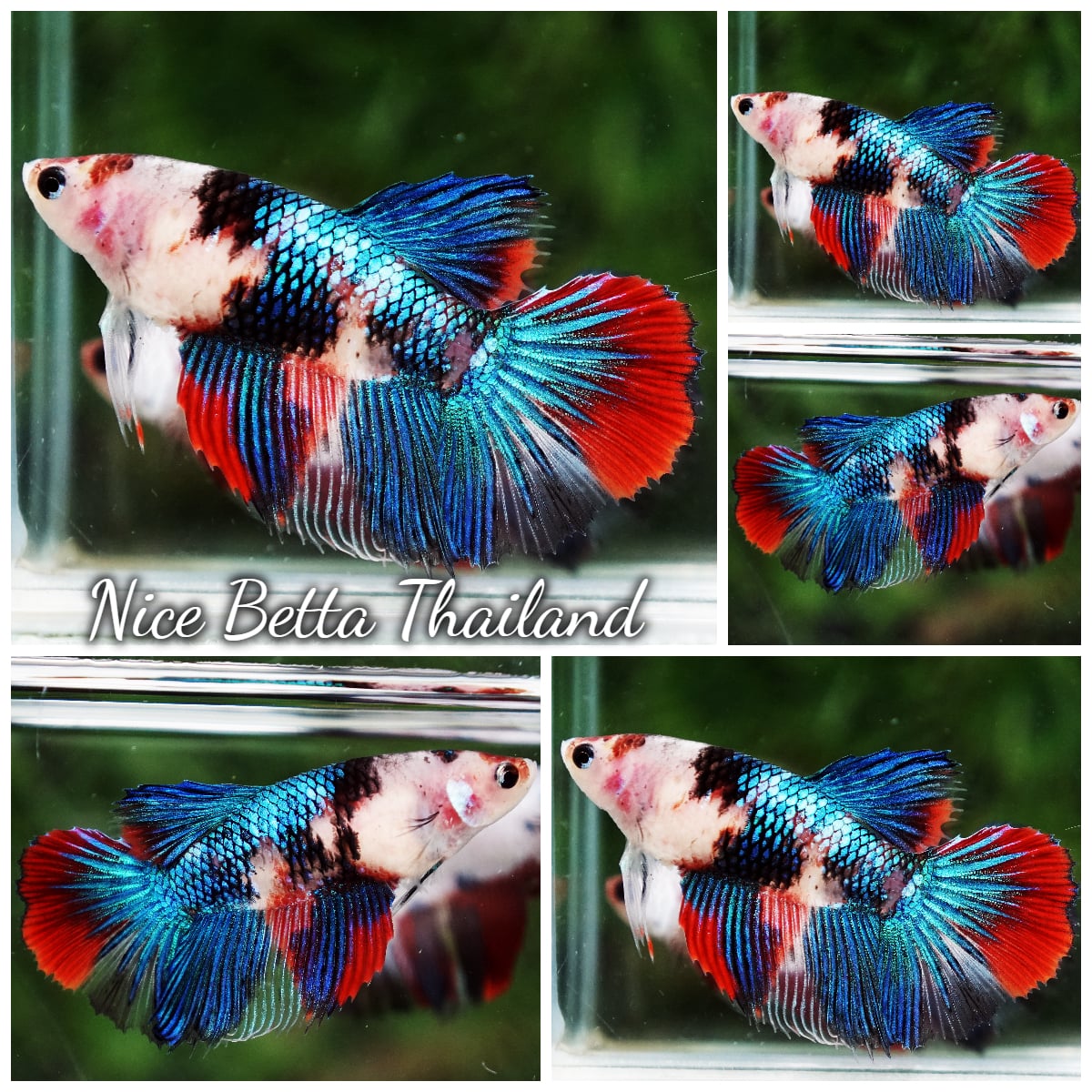 Betta Fish Female Blue Daimond Koi Galaxy HM