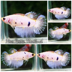 Betta Fish Female Snow Mochi HM
