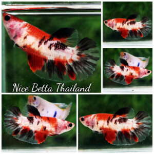 Betta Fish Female Tiger Koi Classic HM