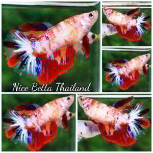 Betta Fish Female Candy Cherry Blossom Pop HM