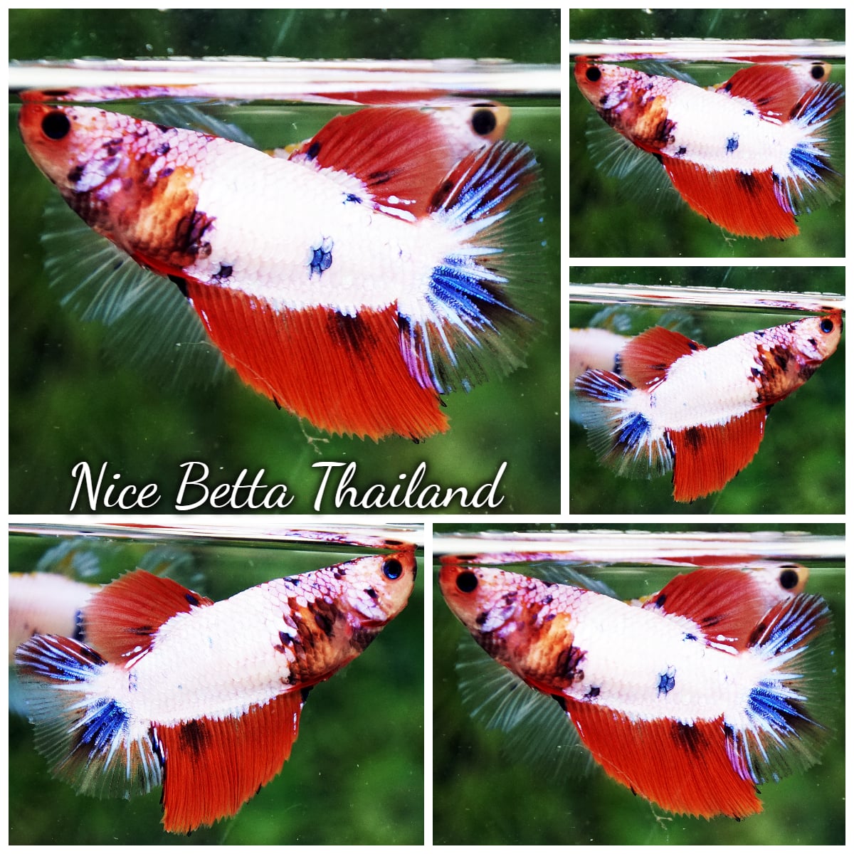 Betta Fish Female Sakura Galaxy Elite HM