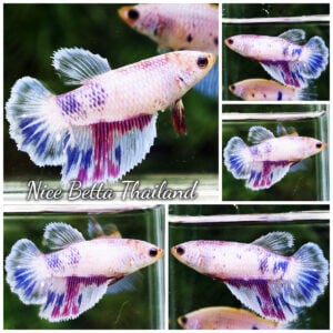 Betta Fish Fancy Mist Frost Mascot HM