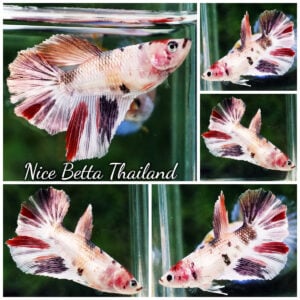 Betta Fish Female Copper Nemo Galaxy HM