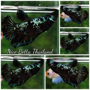 Betta Fish Female Avatar Warrior Green Samurai HM