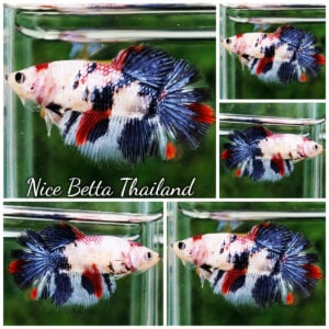 Betta Fish Female Fancy Sakura Storm Koi HM